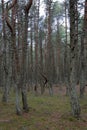 Dancing Forest, Curonian Spit, Russia Royalty Free Stock Photo