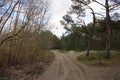 Dancing Forest, Curonian Spit, Russia Royalty Free Stock Photo