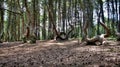 Dancing forest, Curonian spit, Russia Royalty Free Stock Photo