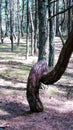 Dancing forest, Curonian spit, Russia Royalty Free Stock Photo