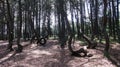 Dancing forest, Curonian spit, Russia Royalty Free Stock Photo