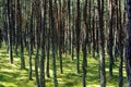 Dancing forest, Curonian Spit, Russia Royalty Free Stock Photo