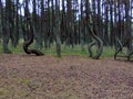 Dancing forest. Curonian Spit. Russia. Royalty Free Stock Photo