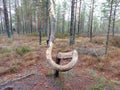 The Dancing Forest. Drunken forests, the trees. Drunken pine trees in Estonia, contorted into rings, spirals, and other loops and