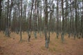 Dancing forest. Kaliningrad region Royalty Free Stock Photo