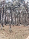 The Dancing Forest in Kaliningrad Russia