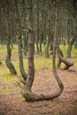 Dancing forest. Royalty Free Stock Photo