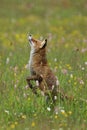 Dancing fox. Red fox, Vulpes vulpes, standing on hind legs and sniffing at grass stem. Cute beast in flowered meadow