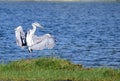 Dancing grey heron