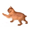 Dancing Griffon Bruxellois Royalty Free Stock Photo