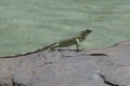 Dancing Iguana on Rocks Along the Water`s Edge Royalty Free Stock Photo