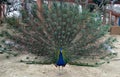 Dancing Indian Blue Peacock