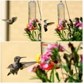 Dancing in Joy! Hummingbird approaching flower