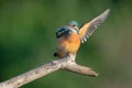 Dancing kingfisher Royalty Free Stock Photo