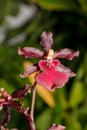 a dancing lady orchid Oncidium