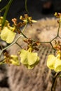 Dancing Lady orchid is a yellow Oncidium flexuosum orchid flower