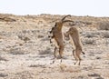 Dancing Male Ibex in Natural Habitat near Mitspe Ramon in Israel Royalty Free Stock Photo