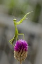 Dancing mantis Royalty Free Stock Photo