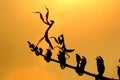 Dancing mantis silhoutte Royalty Free Stock Photo