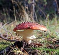 Dancing mushroom. Mushroom curtsey. Amanita muscaria close up am
