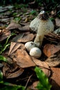 Dancing mushroom growing on the ground