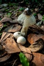 Dancing mushroom growing on the ground full of dry leaves