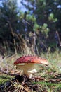 Dancing mushroom. Mushroom curtsey. Amanita muscaria close up am