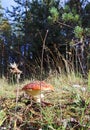 Dancing mushroom. Mushroom curtsey. Amanita muscaria close up am