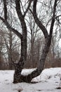 Dancing oak in the Oak Grove of Tsakhkadzor. Armenia.folk dance Royalty Free Stock Photo