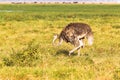 Dancing ostrich. Savanna of Amboseli, Kenya