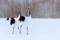 Dancing pair of Red-crowned crane with open wing in flight, with snow storm, Hokkaido, Japan. Bird in fly, winter scene with snow.