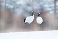 Dancing pair of Red-crowned crane with open wing in flight, with snow storm, Hokkaido, Japan. Bird in fly, winter scene with snow. Royalty Free Stock Photo