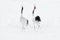 Dancing pair of Red-crowned crane with open wing in flight, with snow storm, Hokkaido, Japan. Bird in fly, winter scene with snow. Royalty Free Stock Photo