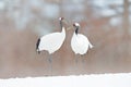 Dancing pair of Red-crowned crane with open wing in flight, with snow storm, Hokkaido, Japan. Bird in fly, winter scene with snow. Royalty Free Stock Photo