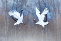 Dancing pair of Red-crowned crane with open wings, winter Hokkaido, Japan. Snowy dance in nature. Courtship of beautiful large whi Royalty Free Stock Photo