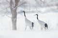 Dancing pair of Red-crowned crane, snow storm, Hokkaido, Japan. Bird in fly, winter scene with snow. Snow dance in nature. Wildlif