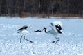 Dancing pair of Red-crowned cranes grus japonensis with open wings on snowy meadow, mating dance ritual Royalty Free Stock Photo