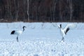 Dancing pair of Red-crowned cranes grus japonensis with open wings on snowy meadow, mating dance ritual Royalty Free Stock Photo