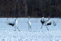 Dancing pair of Red-crowned cranes grus japonensis with open wings on snowy meadow, mating dance ritual Royalty Free Stock Photo