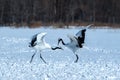 Dancing pair of Red-crowned cranes grus japonensis with open wings on snowy meadow, mating dance ritual Royalty Free Stock Photo