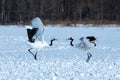 Dancing pair of Red-crowned cranes grus japonensis with open wings on snowy meadow, mating dance ritual Royalty Free Stock Photo