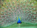 Dancing Peacock Royalty Free Stock Photo