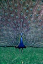 Dancing peacock in the forest Royalty Free Stock Photo