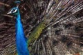 A Dancing Peacock