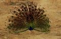 Dancing peacock, Pavo cristatus, Bandipur National Park, Karnataka, India Royalty Free Stock Photo