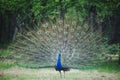 Dancing peacock in a rainy forest a peacock with open wings