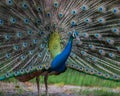 A dancing peacock Royalty Free Stock Photo