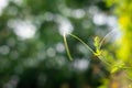 dancing plants shoot on sunny day with blur bubble bokeh background Royalty Free Stock Photo