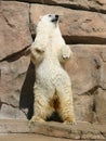 Dancing Polar Bear Royalty Free Stock Photo