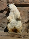 Dancing Polar Bear Royalty Free Stock Photo